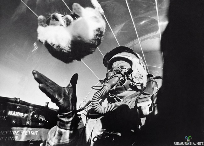 Painottomuuden tutkimista 1958 - Capt. Druey P. Parks took an F-94C jet up to 25,000 feet to study the cat’s reaction. Of all the possible animals they could have released into zero-gravity, a cat seems like the least convenient option.
Thankfully, the cat did not transform into a ball of slashing claws and fangs. Parks described the animal’s reaction as one of “bewilderment.”