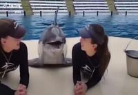 Iloinen delfiini