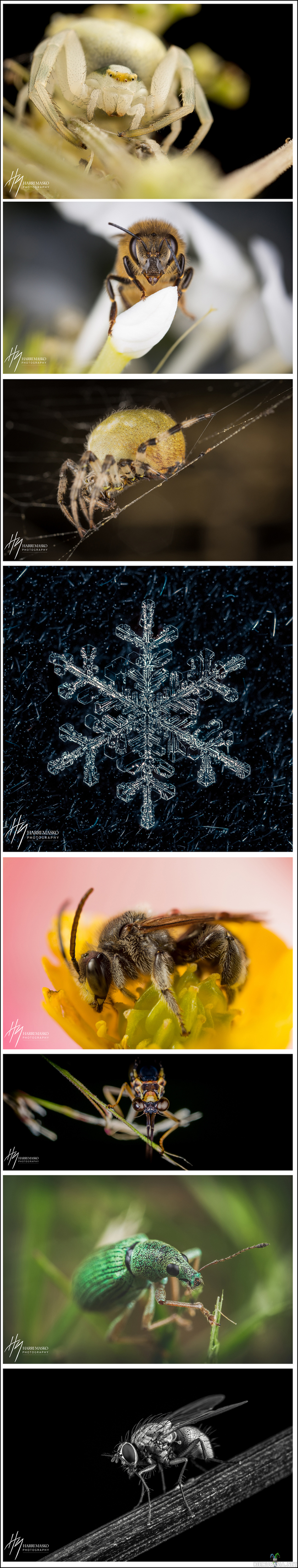 Omakehuviikko - Makrokuvia - Suomalaisia hyönteisiä kohtuullisen läheltä kuvattuna. Yksi lumihiutalekin eksyi joukkoon näytille.

Ensimmäinen mediakin joka tuli tänne ladattua vaikka on sivustoa jo näemmä reilut 8 vuotta seurannut... :) 