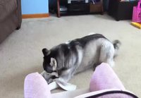 Dogs like socks