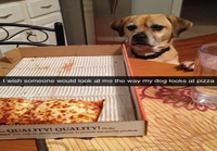 Koira katsoo pitsaa