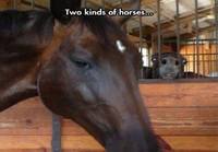 Kahdenlaisia hevosia