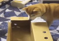 Koiran laatikko