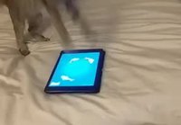 Kissa pelaa iPadin kanssa