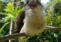 Iloinen Kookaburra