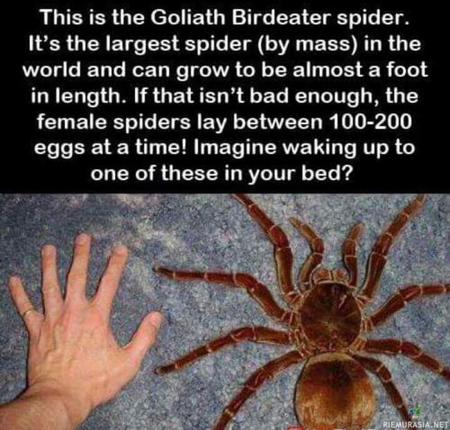 Maailman suurin hämähäkki - Tommonen jos kömpis peiton alla niin siellä olis jotain muutakin ruskeaa