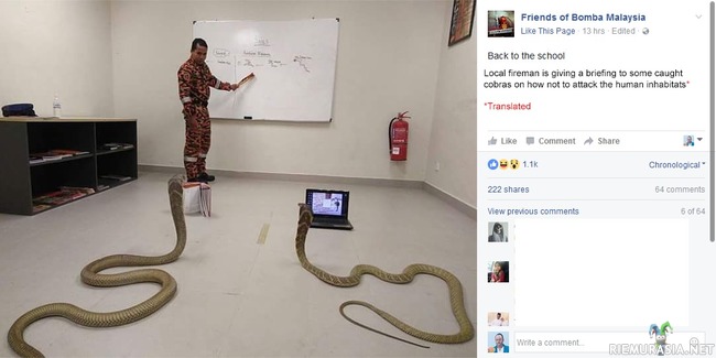 Käärmeiden kouluttamista