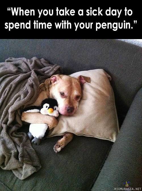 Koiran saikkupäivä - Koira jäi lepäilemää pingviininsä kanssa tänään