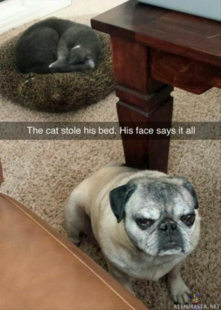 Kissa varasti pedin - Koiraa näyttää ottavan pattiin