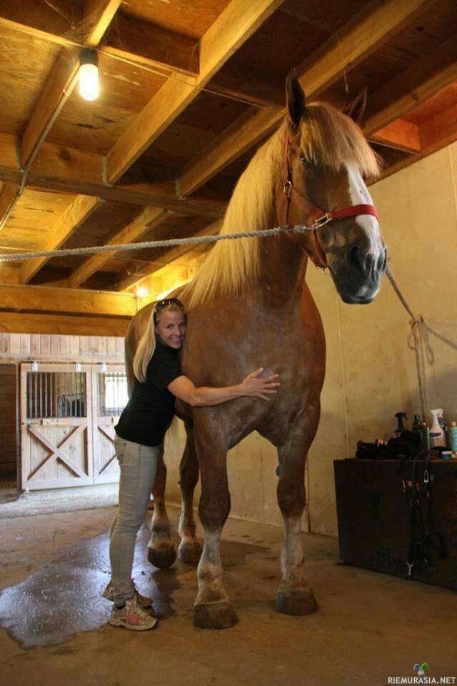 Big Jake - Maailman suurin hevonen - Big Jake on Guinnessin ennätystenkirjan vuonna 2013 tekemän arvion mukaan maailman korkein elossa oleva hevonen. Se on belgialainen ruuna ja on 210,2 cm korkea. Big Jake oli arviointihetkellä yhdeksänvuotias. Maailman kaikkien aikojen suurin hevonen on ollut 219 cm korkea Sampson.