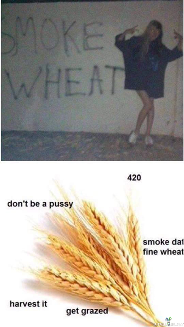 Keliaakikkojen thug life - smoke wheat everyday
