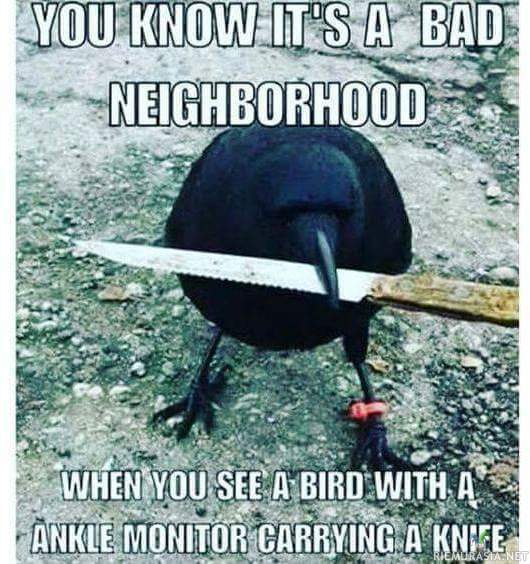 Paha naapurusto - Linnut uhkailee veitsellä ja niillä on nilkassa seurantapanta 