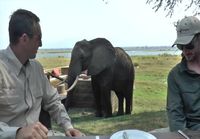 Norsu keskeyttää turistien aamiaisen Zimbabwessa