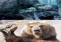 Leonardo ja karhu