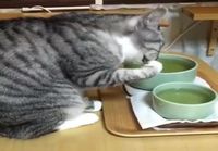 Kissan pöytätavat