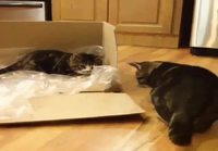 Kissojen laatikkoleikki