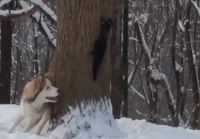 Koira jahtaa oravaa