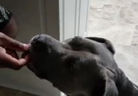 Koira saa maistaa todella kirpeää karkkia