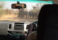 Norsut jahtaa safarilla
