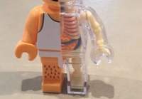 Legoukon anatomiaa