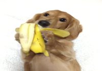 Banaania mäyräkoiralle