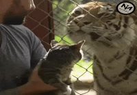 Kissa katselemassa tiikereitä