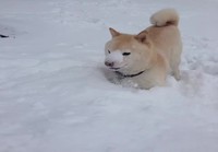 Koira leikkii lumessa