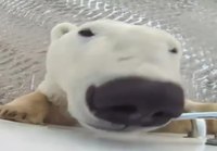 Jääkarhu nuuskuttelee