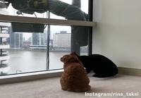 Kissat ja ikkunanpesijä