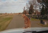 Peloton kissa matkustaa auton kyydissä