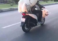Koirien kanssa ajelulla