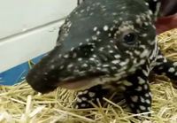 Pikkuiselle tapiirille rapsuja