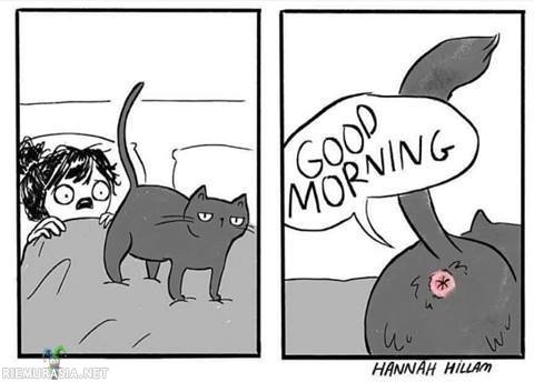 Hyvää huomenta - Kissanomistajat voi samaistua