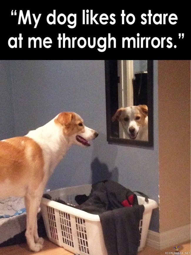 Koira tuijottaa peilistä