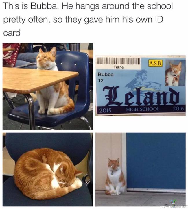 Koulun kissa - Bubba katti hengailee koululla ja sille on tehty jopa omat henkilöpaperit
