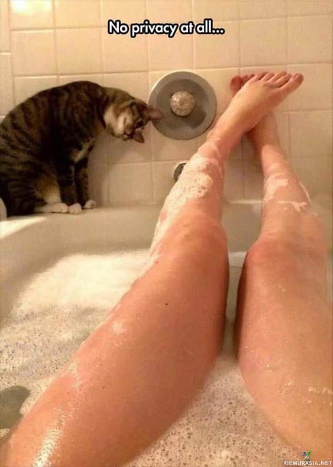 Kissa kylpyhuoneessa - ei saa hetken rauhaa