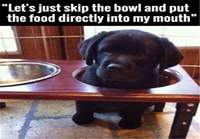 Koiranpentu ruokaa vailla