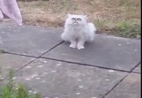 Oudon näköinen kissa tuijottaa
