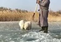 Lammaspaimen kalastaa talvella