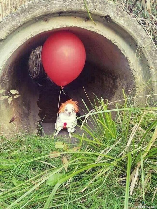 Pennywise chihuahua - &quot;we´re all good boys down here&quot;