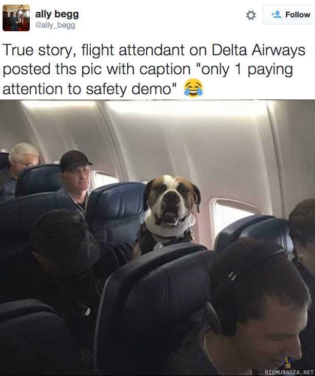 Yhtä matkustajaa edes kiinnostaa - Koira seuraa lentokoneen turvallisuusdemoa kiinnostuneena