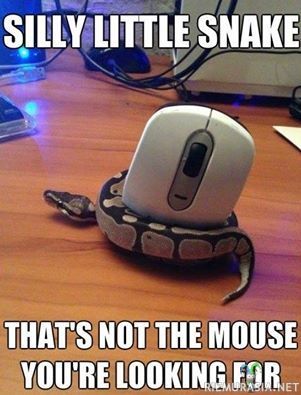 Höpsö käärme - Nappasi ihan vääränlaisen hiiren