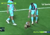 Koira keskeyttää jalkapallo-ottelun