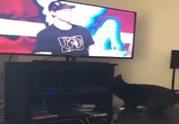 Kissa tuhoaa telkkarin