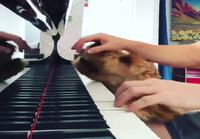 Koira vaatii huomiota pianonsoittajalta