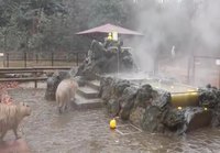 Capybarojen kylpyhetki