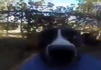 Koira karkuteillä kameran kanssa