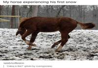 Hevonen näkee lunta ensimmäistä kertaa
