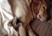 Pikku kissanpentu koiran kanssa pötköttelemässä
