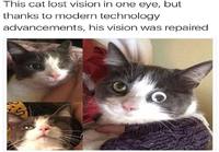 Kissalle uusi silmä